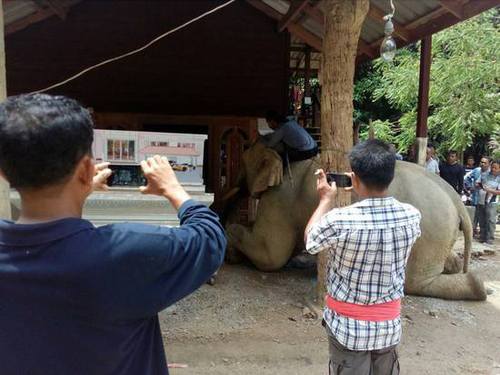 泰国一象主人遇难 大象挣脱缰绳在灵柩前流泪跪拜