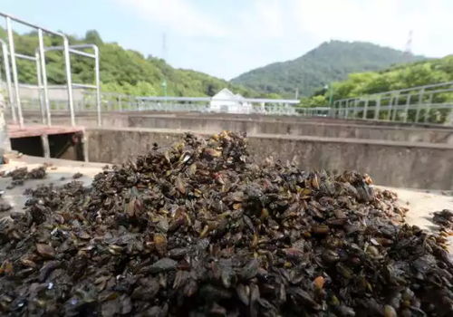 西湖边每天捞起半吨海瓜子 网友:葱油还是红烧