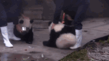外国人喜欢胖达的神奇理由:熊猫是种族平等的象征