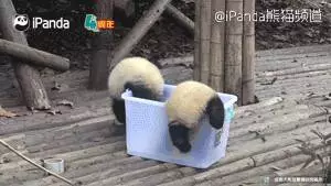 外国人喜欢胖达的神奇理由:熊猫是种族平等的象征
