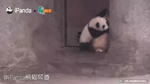外国人喜欢胖达的神奇理由:熊猫是种族平等的象征