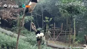 外国人喜欢胖达的神奇理由:熊猫是种族平等的象征