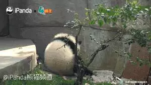 外国人喜欢胖达的神奇理由:熊猫是种族平等的象征