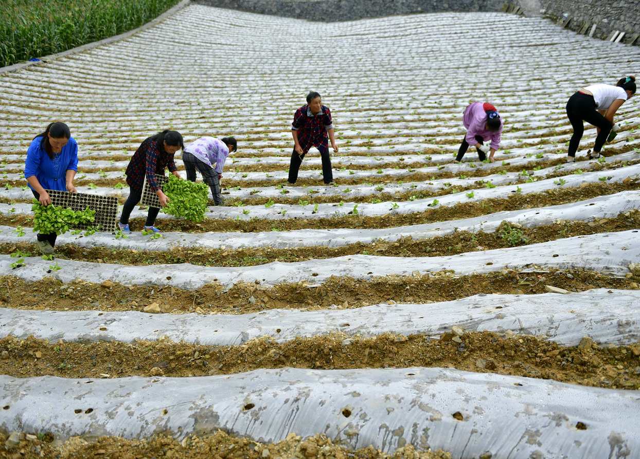 湖北恩施：高山蔬菜助农增收脱贫