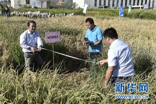 　　9月28日，在青岛海水稻研发中心，测产专家组专家在对取样海水稻进行面积测量。金秋九月，黄海之滨，一片生长在咸水中的特殊水稻已稻穗累累、压弯枝头。这是中国工程院院士、“杂交水稻之父”袁隆平领衔的技术团队培育出的最新一批“海水稻”。新华社记者 郭绪雷 摄 
