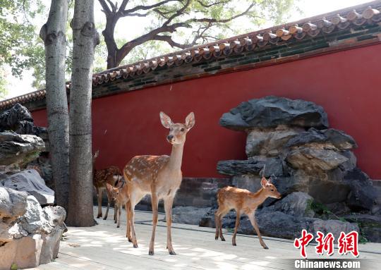 慈宁宫圈养来自避暑山庄的活鹿 杜洋 摄