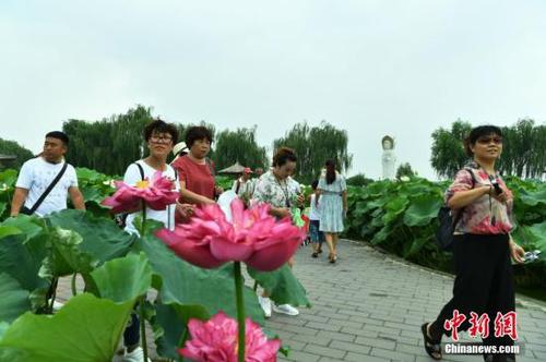 8月2日，位于雄安新区的“华北明珠”白洋淀游人如织。据了解，目前正值白洋淀最美季节，淀内苇绿荷红，360余种中外荷花吸引着各地的游客。图为游客在白洋淀荷花大观园赏荷。<a target='_blank' href='http://www.chinanews.com/'>中新社</a>记者 翟羽佳 摄