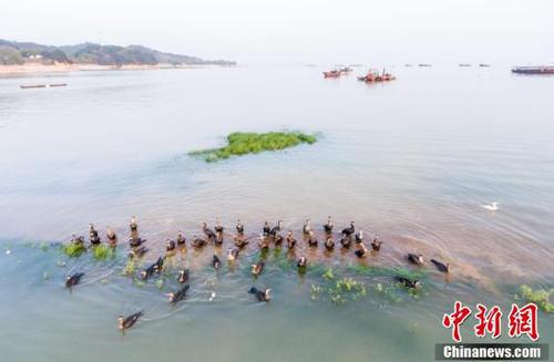 鄱阳湖5日起现今年首次长江水倒灌 利于渔业恢复