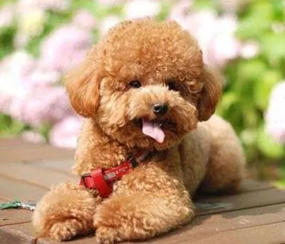女子泰迪犬被准公婆弄丢：找不回来坚决不结婚