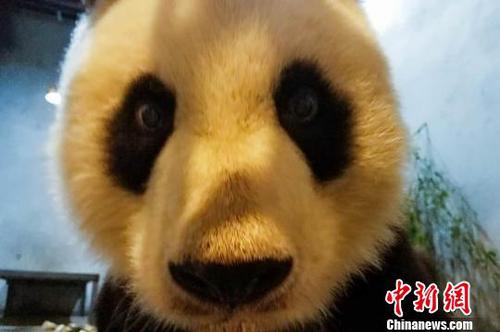 图为大熊猫健康及营养状况正在恢复。西安秦岭野生动物园供图
