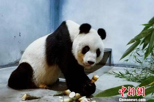 图为大熊猫健康及营养状况正在恢复。西安秦岭野生动物园供图