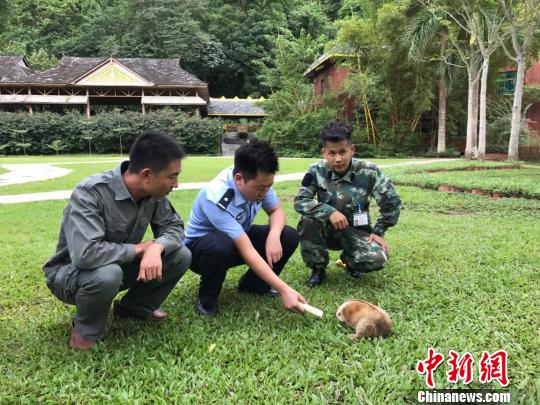图为蜂猴被救助。　常宗波 摄