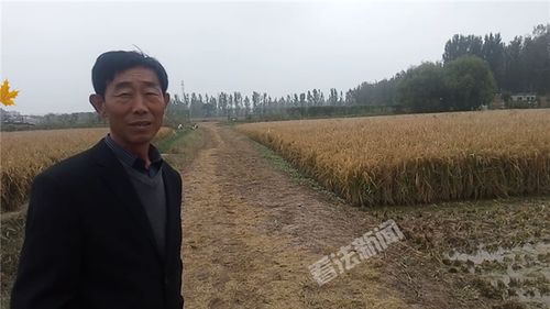 超级杂交水稻今日收割 晒干后作为福利发给村民