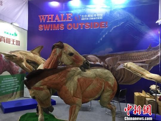 图为“生命奥秘博物馆”。　曾洁 摄