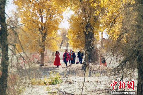 胡杨“披黄挂金”，引来游客驻足欣赏，拍照留念。　杨厚伟 摄