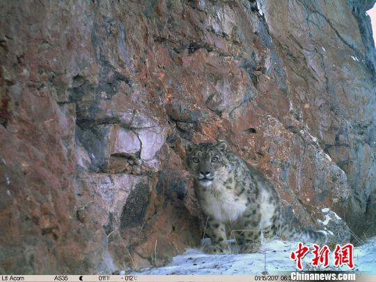 雪豹素有“高海拔生态系统健康与否的气压计”之称，1996年《中国濒危动物红皮书》已将其列为濒危物种，目前中国是全球雪豹最大分布国，涵盖其60%的栖息地。山水自然保护中心提供