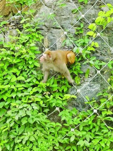 30斤重野猴在高速公路出没 跳到警察腿上又挠又咬