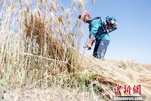 6月9日，在新疆喀什地区巴楚县，当地农民正在抢收夏粮。进入6月，新疆1760万亩小麦陆续开镰收割。据悉，今年新疆粮食种植面积3406万亩，其中小麦种植面积1760万亩，预计小麦产量可达到660万吨。<a target='_blank' href='http://www.chinanews.com/'>中新社</a>记者 王小军 摄