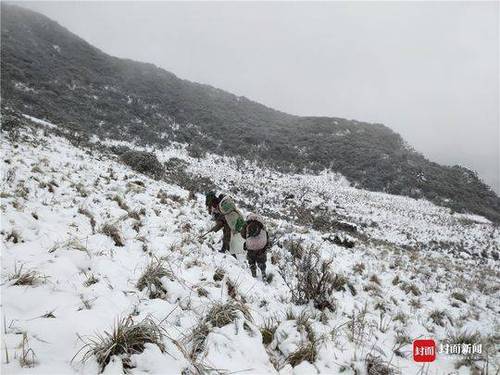 成都首次雪豹专项调查结束:成都范围有 至少两只