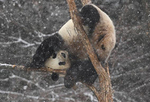 长春迎首场降雪 大熊猫雪地撒欢