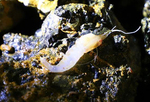 环球科考船“向阳红01”获取南大西洋海底生物