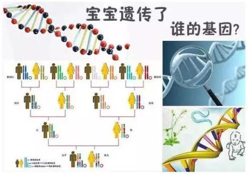 孩子的智商和相貌 更容易遗传谁？