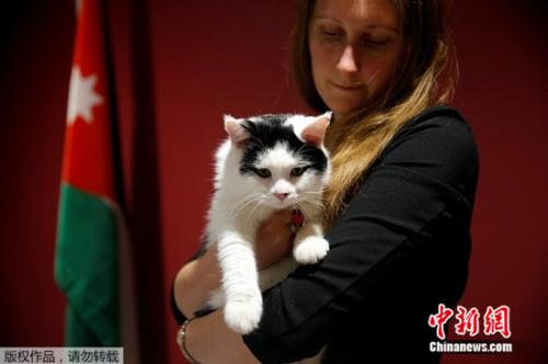 英国驻约旦大使馆首设“外交猫”劳伦斯。