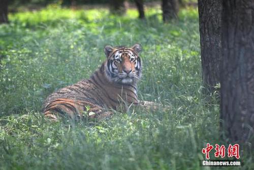 资料图：威猛的东北虎躲在树荫下“慵懒”地休息。 张瑶 摄