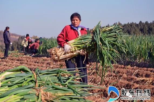南方妹子遇北方大葱疯了:长了20多年 还没根葱高!