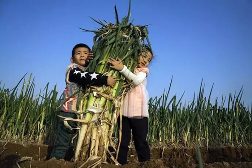 南方妹子遇北方大葱疯了:长了20多年 还没根葱高!