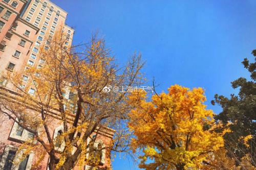 昨天，上海虽然阳光明媚，但13时气温只有7-8℃。(图片来源：@上海市天气)