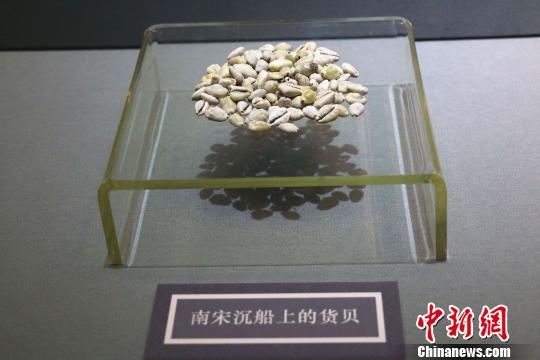 海上丝绸之路货币与贸易展上的南宋沉船货贝。　李倩倩　摄