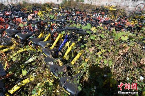 资料图：12月6日，数百辆各品牌的共享单车堆放在昆明市区内一空地上，被荒草和藤条植物“掩埋”，大部分单车还可以正常使用。据了解，这些单车是近5个月来因乱停乱放堵塞挤占人行道和公交车站后，被城管统一清理堆放于此处，目前城管正联系相关车企，等待进一步处理。
<a target='_blank' href='http://www.chinanews.com/'>中新社</a>记者 任东 摄