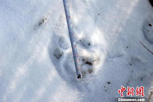 吉林大兴沟三现“虎踪”一黄牛疑似被捕食（图）