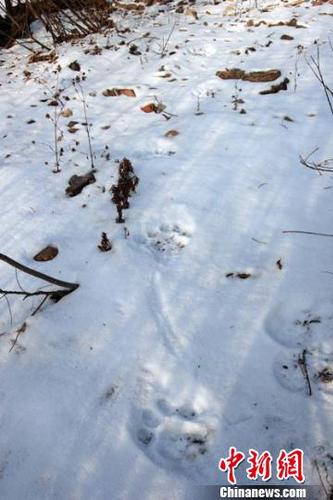雪上地留下清晰的爪印 吴兆飞 摄
