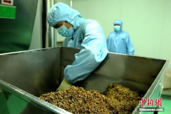 5月31日，<a target='_blank' href='http://www.chinanews.com/'>中新社</a>记者探访位于青海省藏医院藏药制剂室，该制剂室系中国面积最大、制剂类型最全、年生产能力最强的藏药制剂室。据悉，该制剂室有散剂、丸剂、酒剂、栓剂、煎膏剂、巴布膏剂等12种藏药剂型生产线，可生产368种藏药品种，年产能力200吨。图为藏药材粉碎设备(局部)。<a target='_blank' href='http://www.chinanews.com/'>中新社</a>记者 张添福 摄