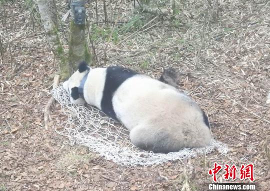 大熊猫“淘淘”再次放归自然 自然保护区 供图