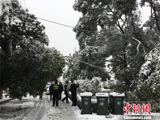湖北十堰，积雪压断树枝 刘英 摄