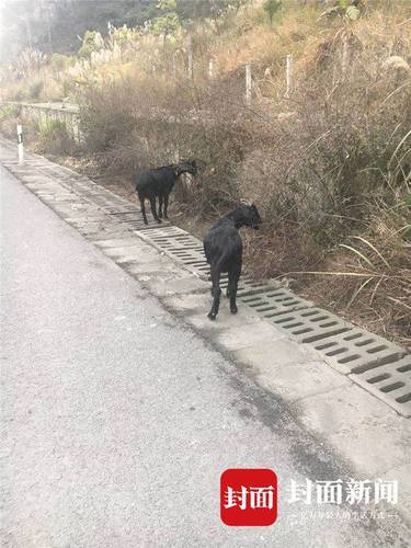 老汉在高速公路边放羊 因隔离栏内绿化带植被茂盛