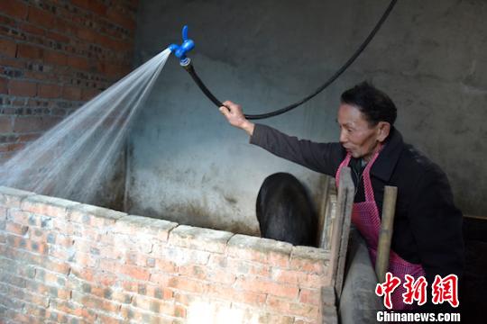 刘云富在清洗猪圈。　苏忠国 摄