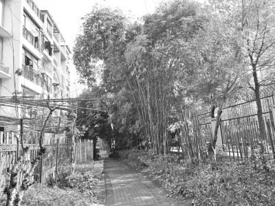 小区树木疯长家中难见阳光大树遮阳谁来“剃头”