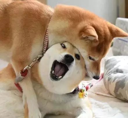 男子拒捕一口咬住警犬狗头 警犬立刻反咬回去