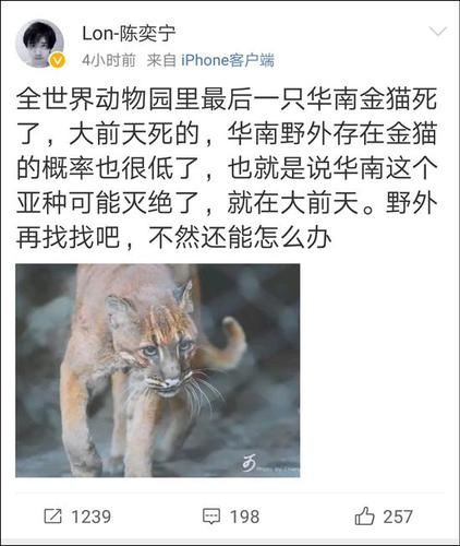 网友称最后一只动物园里的华南金猫去世