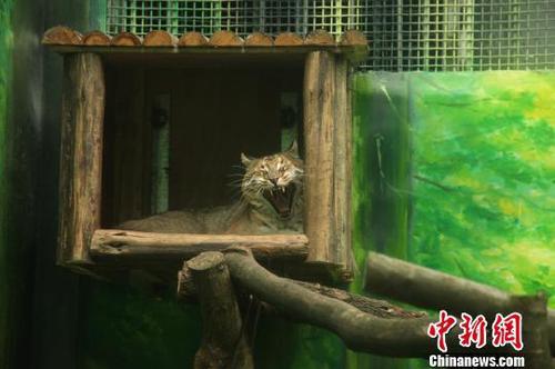 点击查看大图