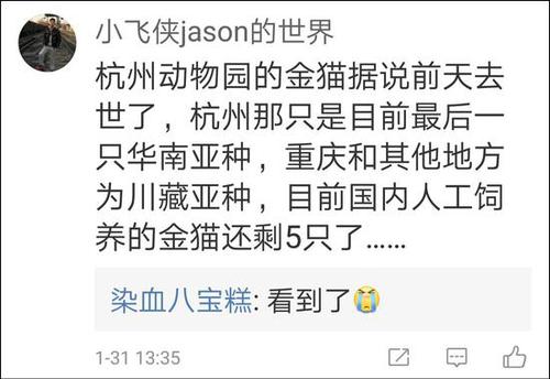 网友称最后一只动物园里的华南金猫去世