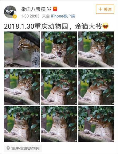 网友称最后一只动物园里的华南金猫去世
