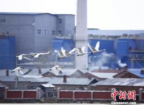 图为呼伦贝尔雪未消融，天鹅已归。　武军 摄