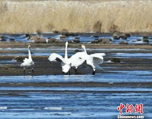 图为天鹅与冰凌“共舞”。　武军 摄