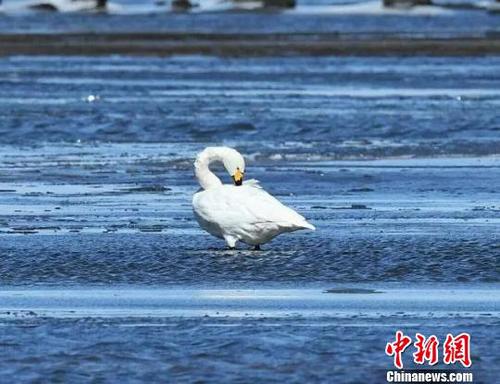 图为栖息在湖面冰凌中的白天鹅。　武军 摄