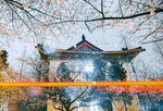 南京鸡鸣寺路“夜樱”烂漫